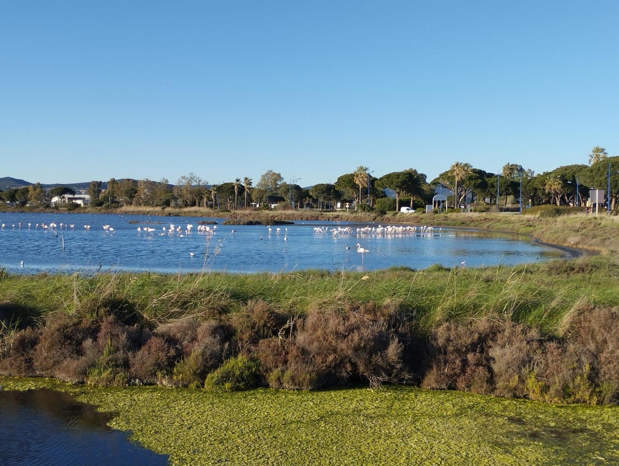 Le Surplage Hyeres Bagian luar foto